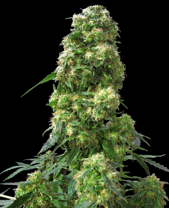 Early Skunk Feminised  Cannabis Seeds