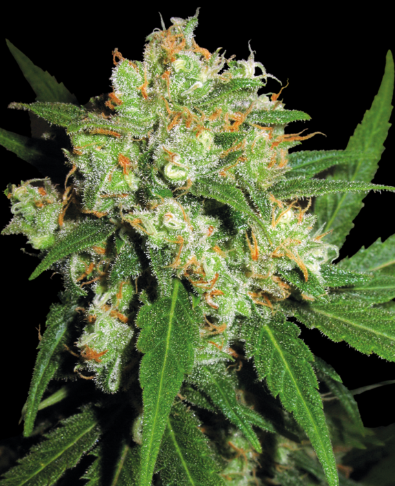 Sensi Skunk Feminised Cannabis Seeds