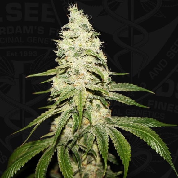 Mont Blanc Female Cannabis Seeds