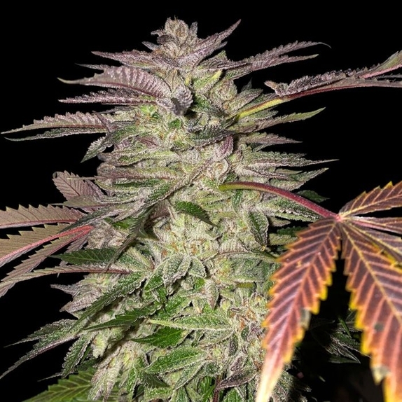 Gelato Cake Female Cannabis Seeds