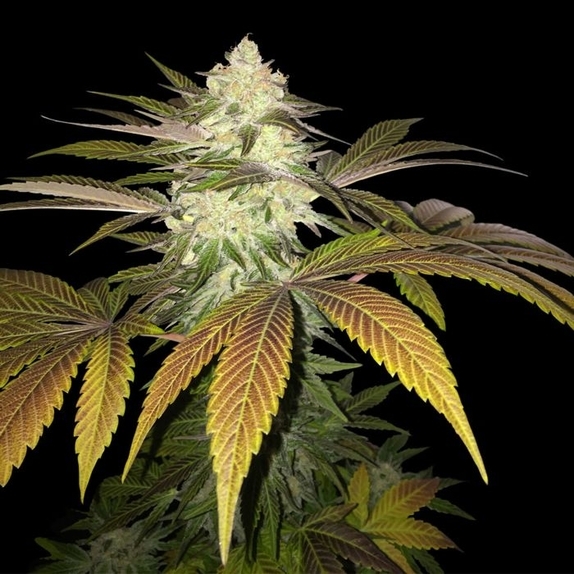 Orangesicle Female Cannabis Seeds