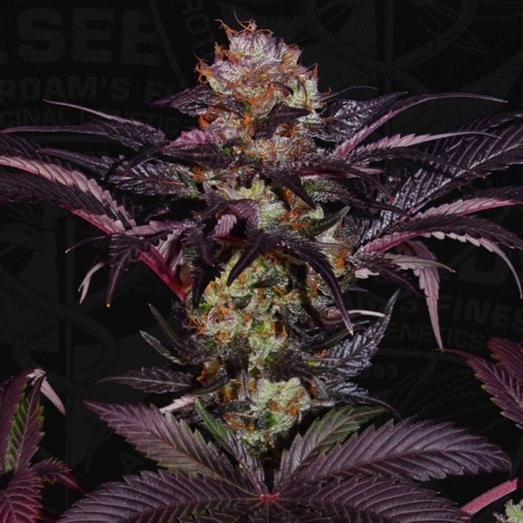 French Macaron - Gelato 33 x French Cookies Female Cannabis Seeds