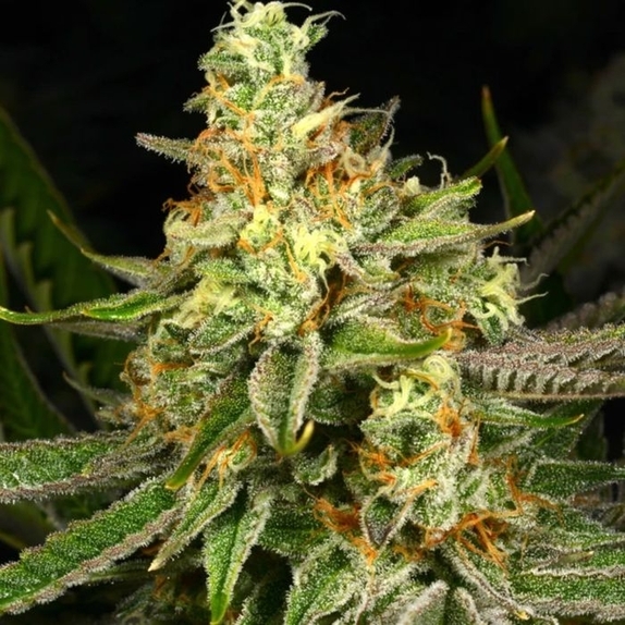 Killer Bees Feminised  Cannabis Seeds