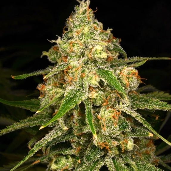 Ginger Tea Feminised Cannabis Seeds