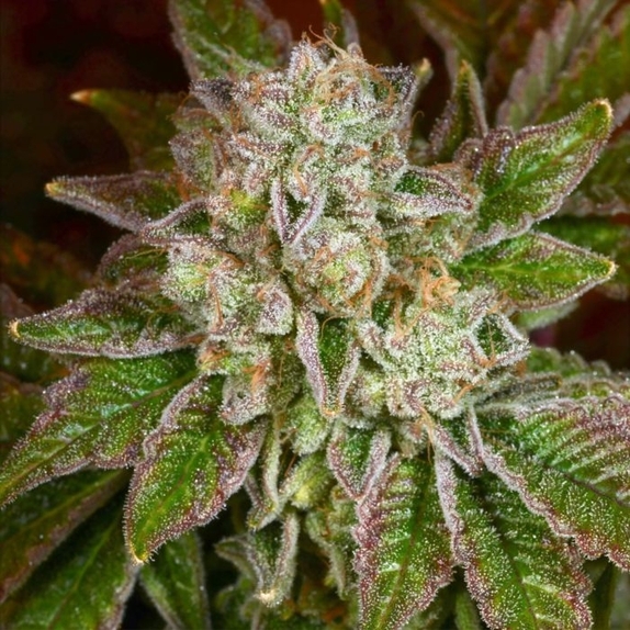 Sweet Thang Regular Cannabis Seeds