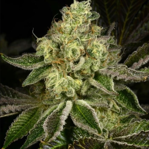 Show Boat Regular Cannabis Seeds