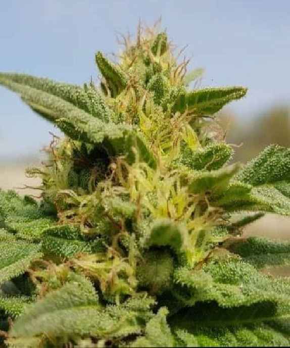 Rustam Kush Regular Cannabis Seeds