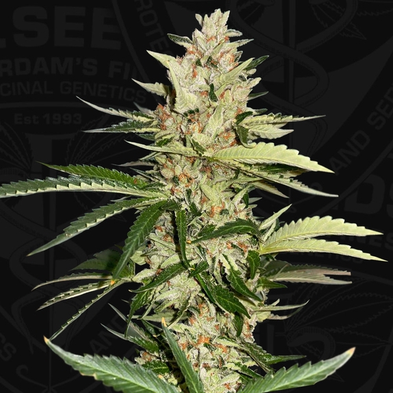 Banana Candy Krush Feminised Cannabis Seeds