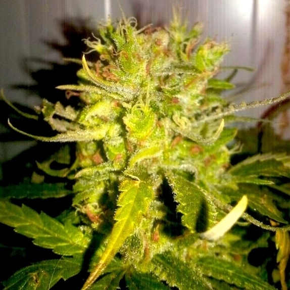 LEMON HAZE FEMINISED Cannabis Seeds