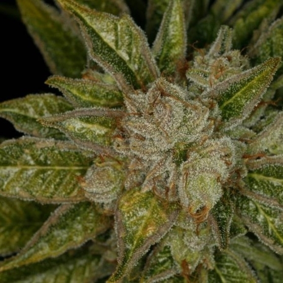 MK ULTRA Cannabis Seeds