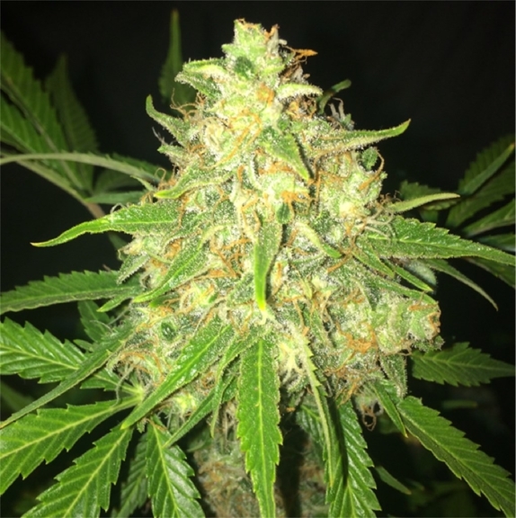 MOBY DICK Cannabis Seeds