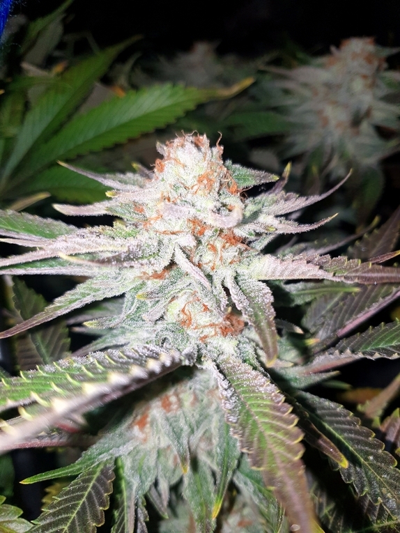 RAINBOW GLUE Cannabis Seeds