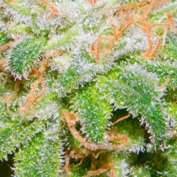 THE RUNTZ Cannabis Seeds
