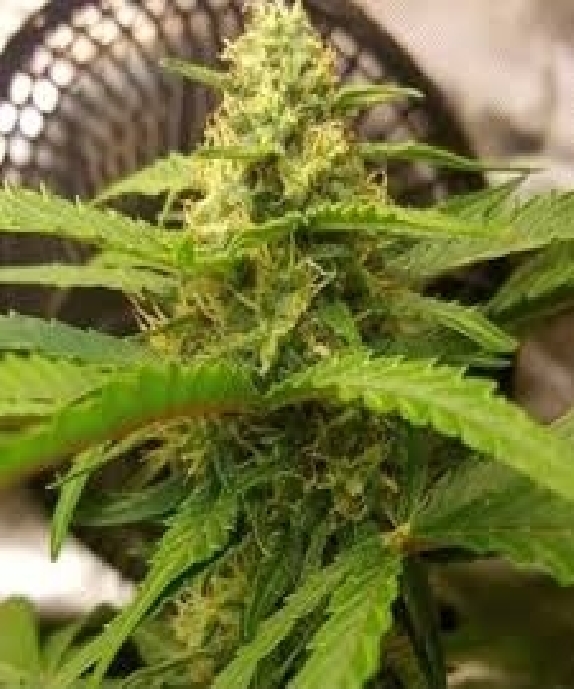 MANDARINE DREAM XL Auto Cannabis Seeds