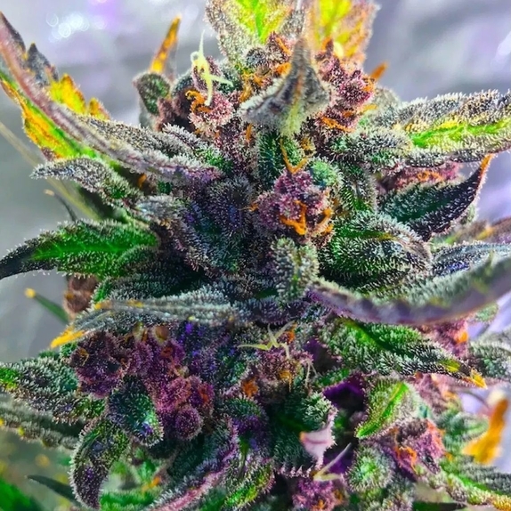 STRAWBERRY MILKSHAKE Auto Cannabis Seeds