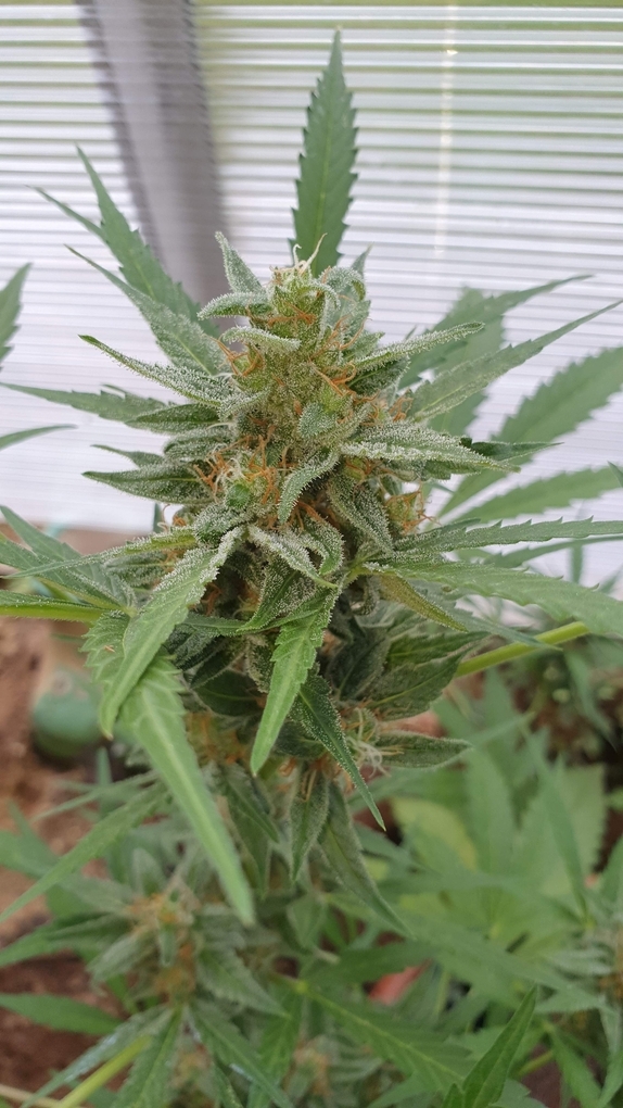 SWEET TOOTH Auto Cannabis Seeds