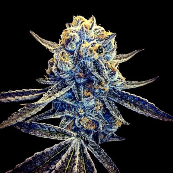 Tangieland Regular Cannabis Seeds