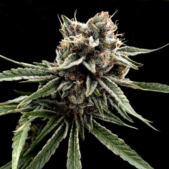 Sour Strawberries Regular Cannabis Seeds