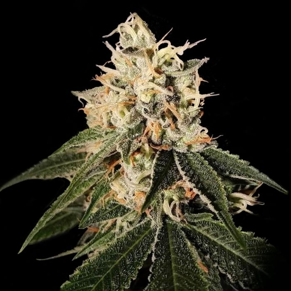 Sour Juice Regular Cannabis Seeds