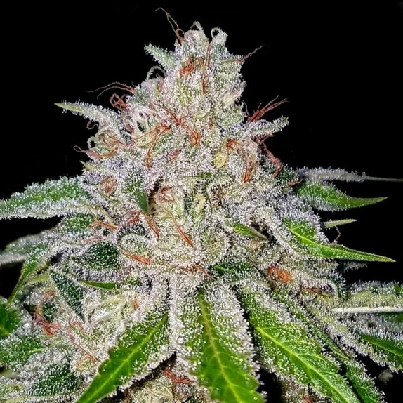 Cherry 18 Female Cannabis Seeds