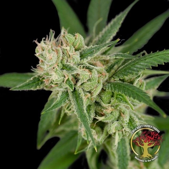 Sour Banana Sherbet Regular Cannabis Seeds