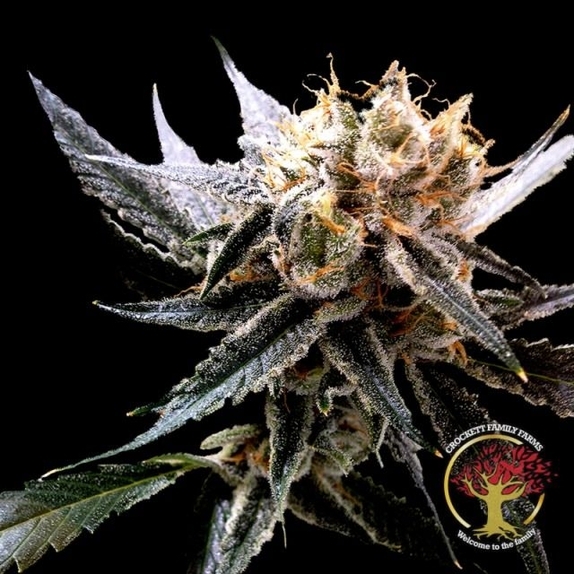 Crockett's Sour Tangie Regular  Cannabis Seeds