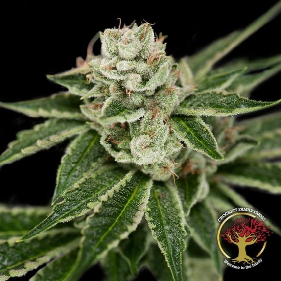 Crockett's Dawg Regular Cannabis Seeds