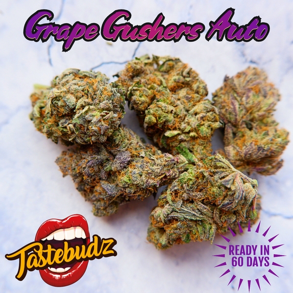 Grape Gushers Auto Feminised Cannabis Seeds