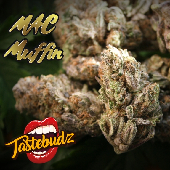 MAC Muffin Feminised Cannabis Seeds