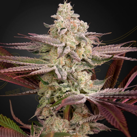 Chemical Bride Feminised Cannabis Seeds