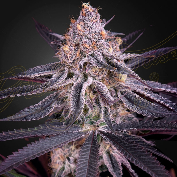 King's Juice Feminised  Cannabis Seeds