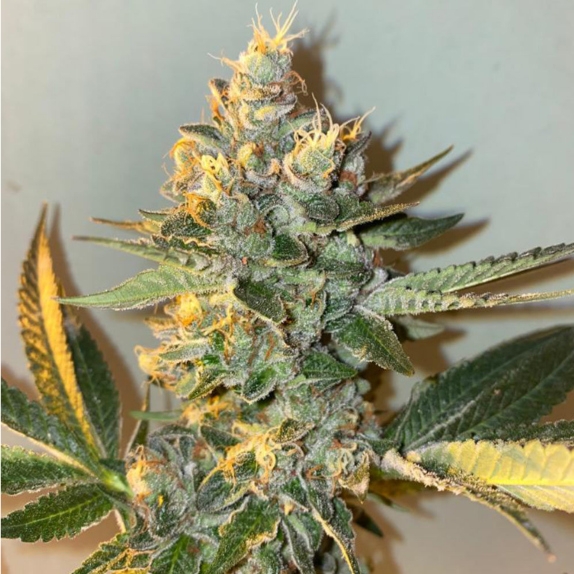 Biscotti 2.0 Feminised Cannabis Seeds