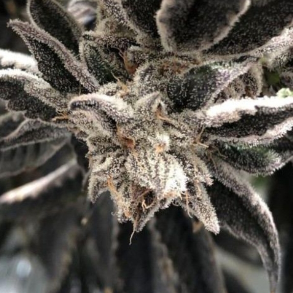 Punch the Cake Feminised Cannabis Seeds