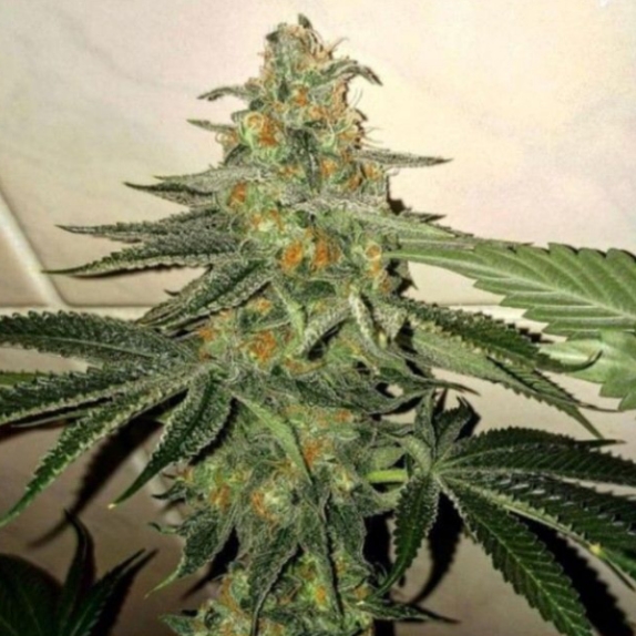 Forbidden Fruit Cake Feminised Cannabis Seeds