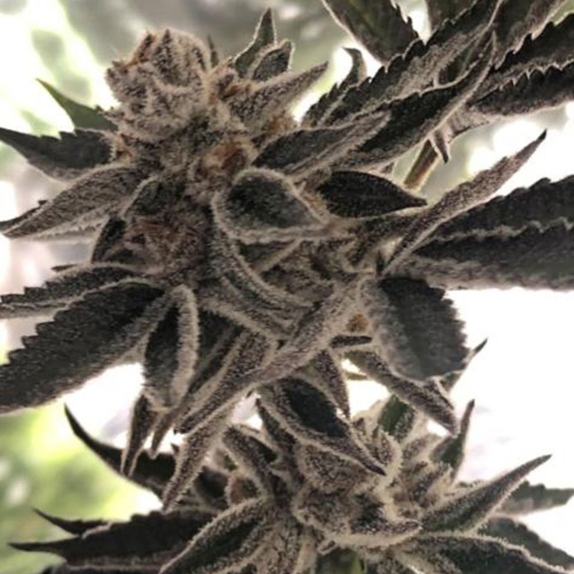 Do-Si-Dos Zkittlez Feminised Cannabis Seeds