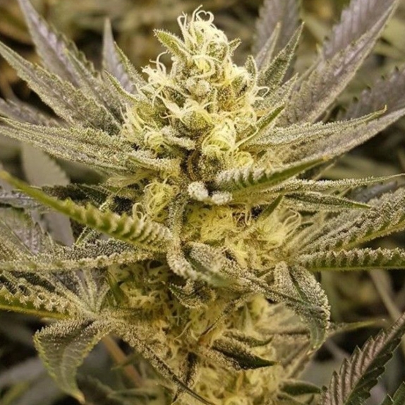 Sorbet Feminised Cannabis Seeds