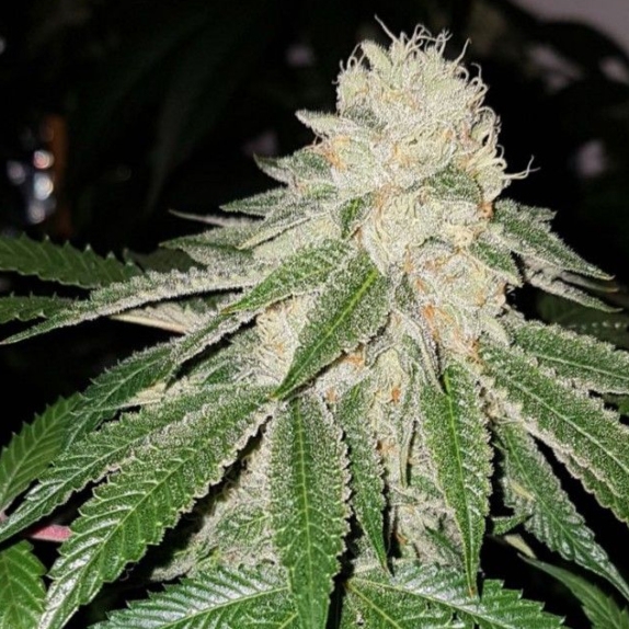 Sunlato FKA Currylato Feminised Cannabis Seeds