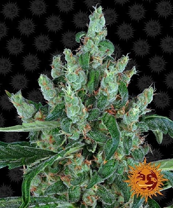 Laughing Buddha Feminised Cannabis Seeds