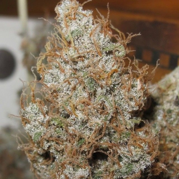 Afro Jam Haze Regular Cannabis Seeds