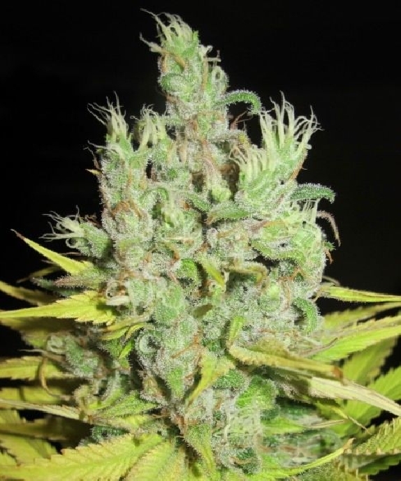 Super Silver Grapefruit Female Cannabis Seeds