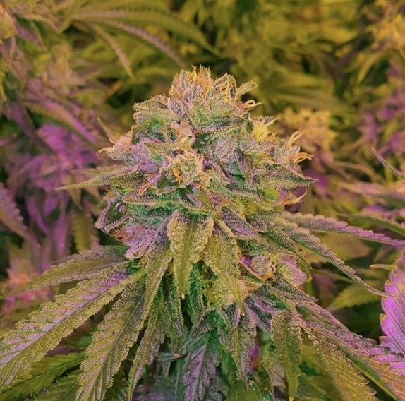 Tora Bora Cookies Regular Cannabis Seeds