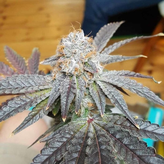 Crimson Cookies Regular Cannabis Seeds