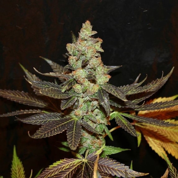 Citrus Valley Regular Cannabis Seeds