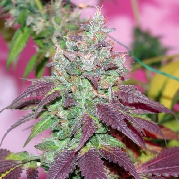 Violet Cookies Regular Cannabis Seeds