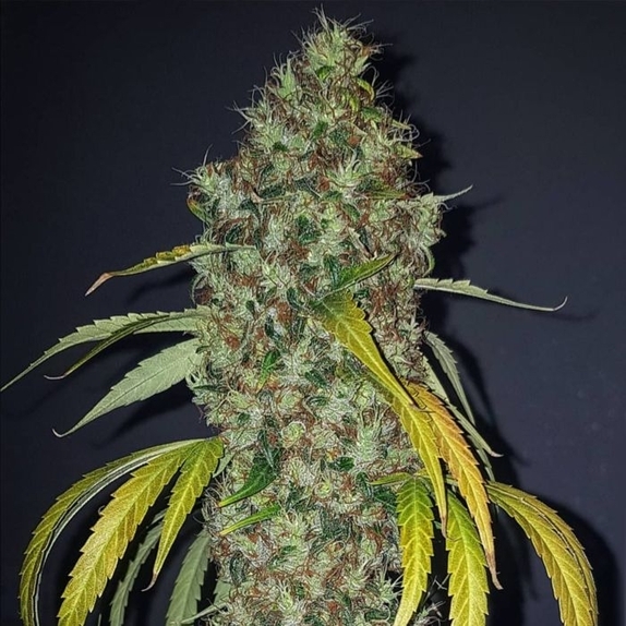 True Love Regular Cannabis Seeds