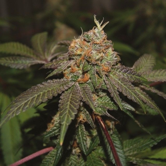 Purple Valley Cooks Regular Cannabis Seeds