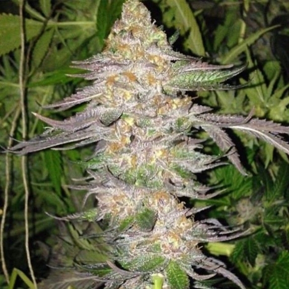 True Colours Regular Cannabis Seeds