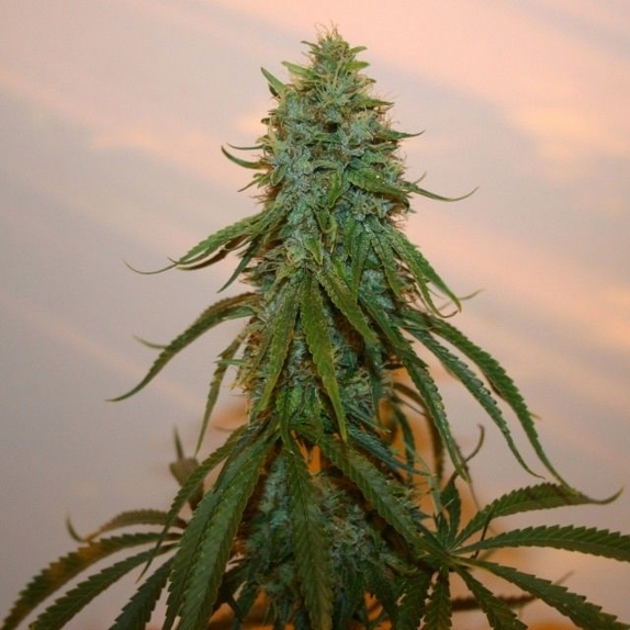 Chocolate Thainapple Regular  Cannabis Seeds