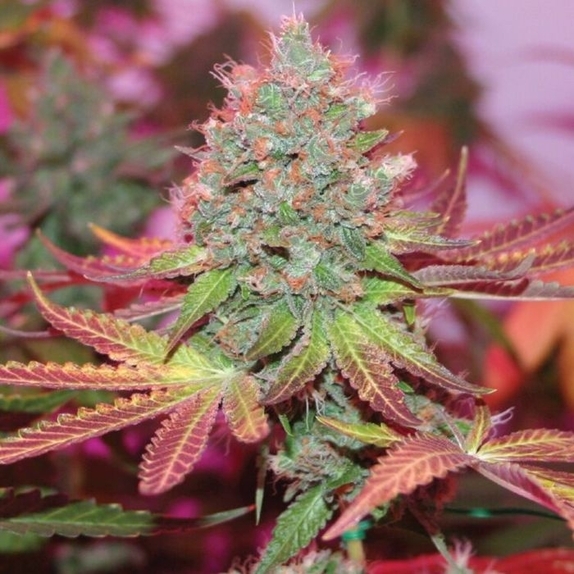 Cheddar Valley Regular Cannabis Seeds