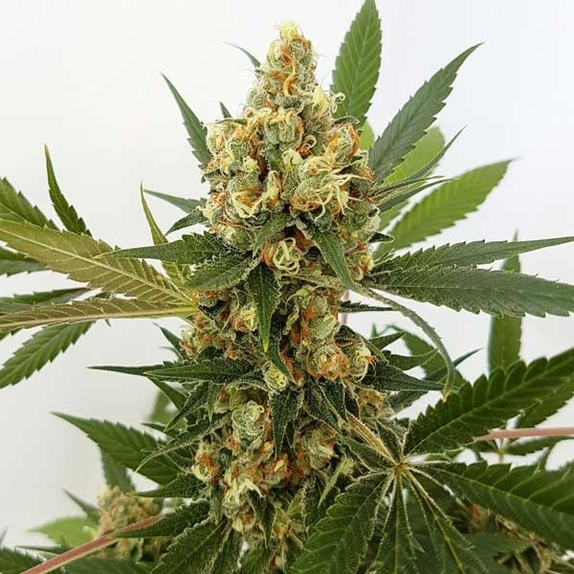 Big Domina Auto Cannabis Seeds